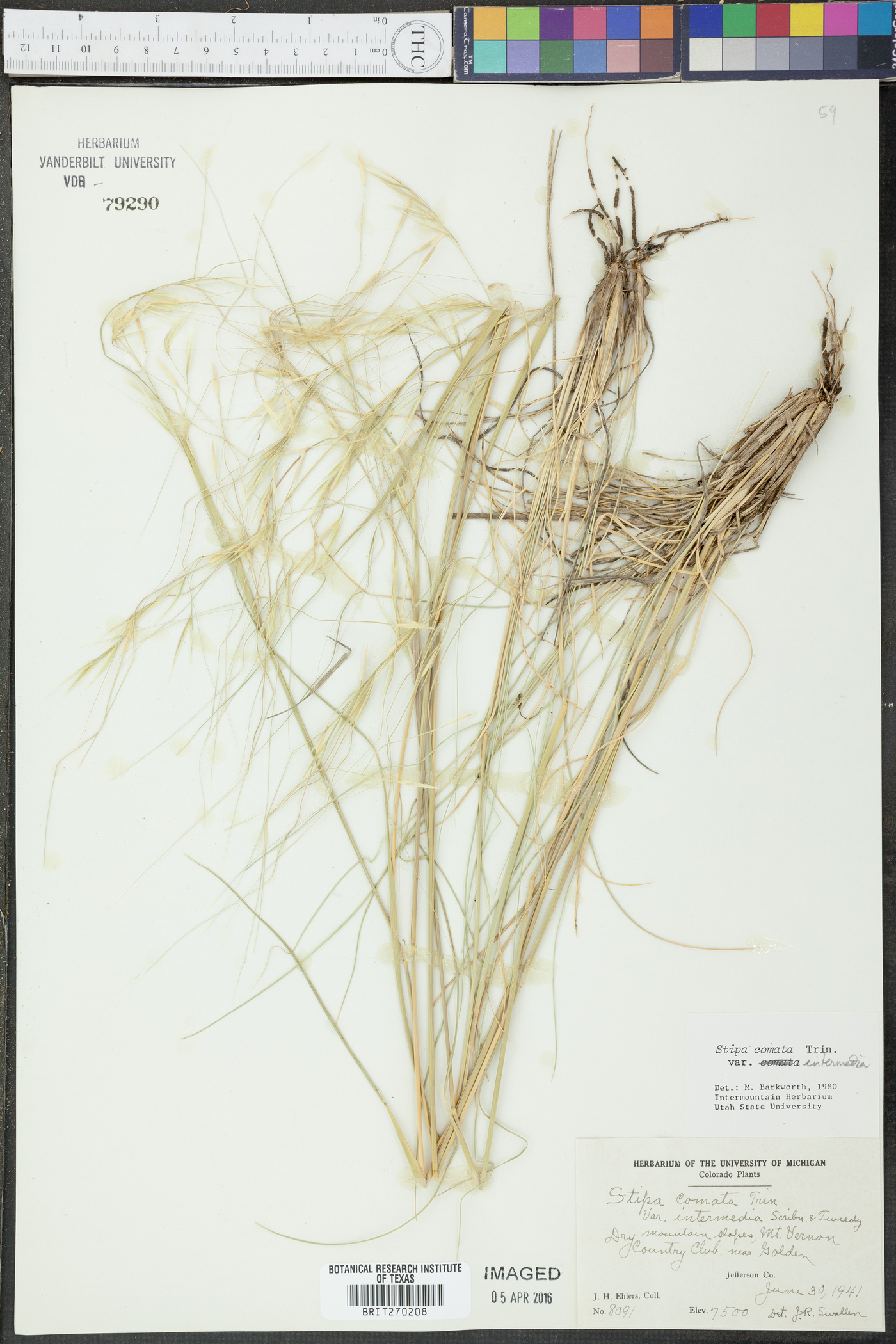 Hesperostipa comata subsp. intermedia image