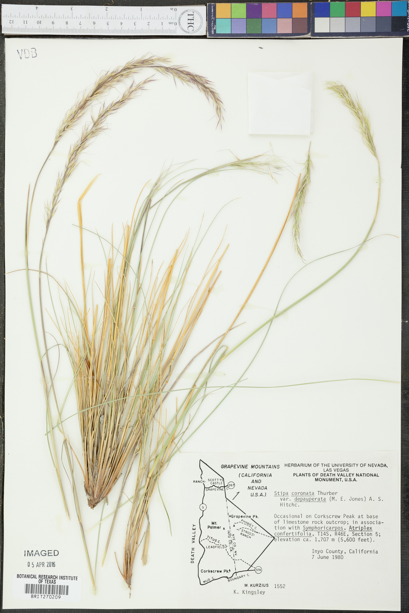 Achnatherum parishii var. depauperatum image