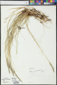 Sporobolus virginicus image