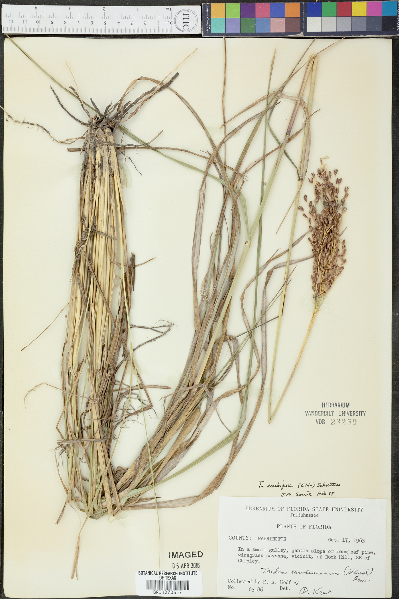 Tridens ambiguus image