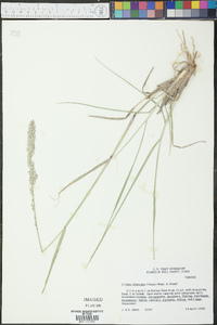 Tridens albescens image