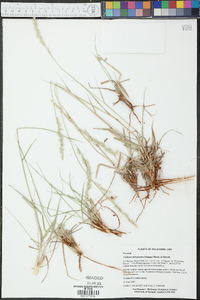 Tridens albescens image