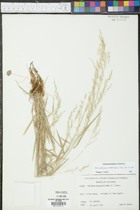 Sphenopholis pensylvanica image