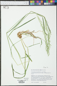 Sphenopholis pensylvanica image