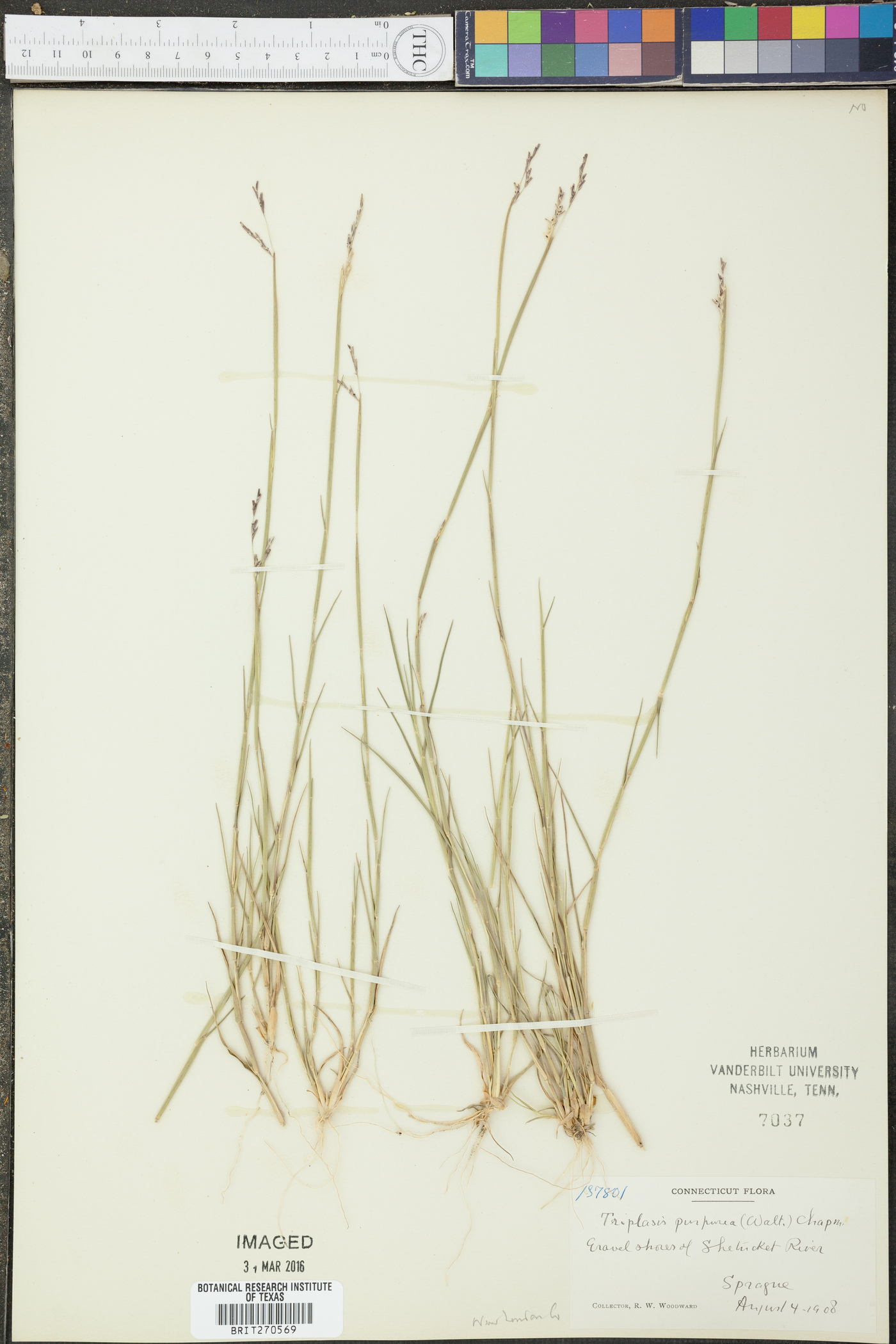 Triplasis purpurea image