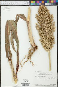 Sorghum bicolor subsp. drummondii image