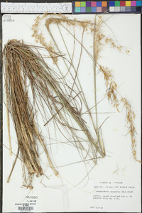 Sorghastrum secundum image