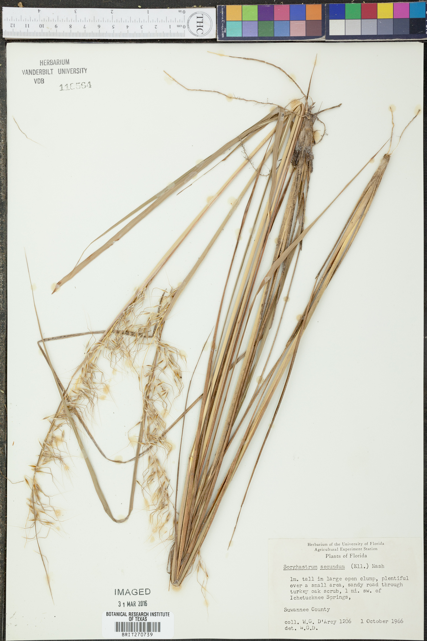 Sorghastrum secundum image