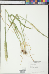 Triticum aestivum image