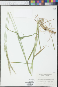 Trisetum canescens image