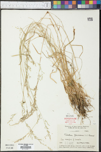 Trisetum flavescens image