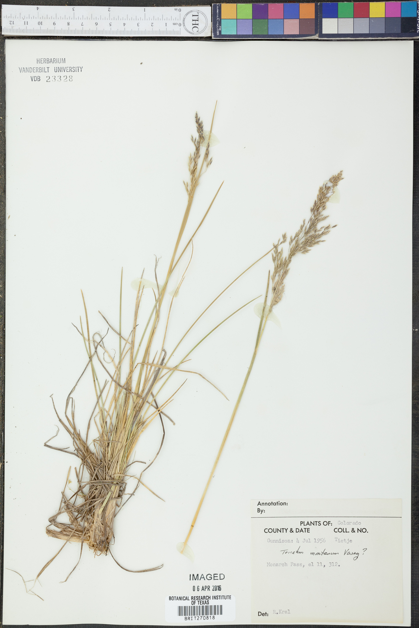 Trisetum montanum image