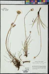 Agoseris aurantiaca image