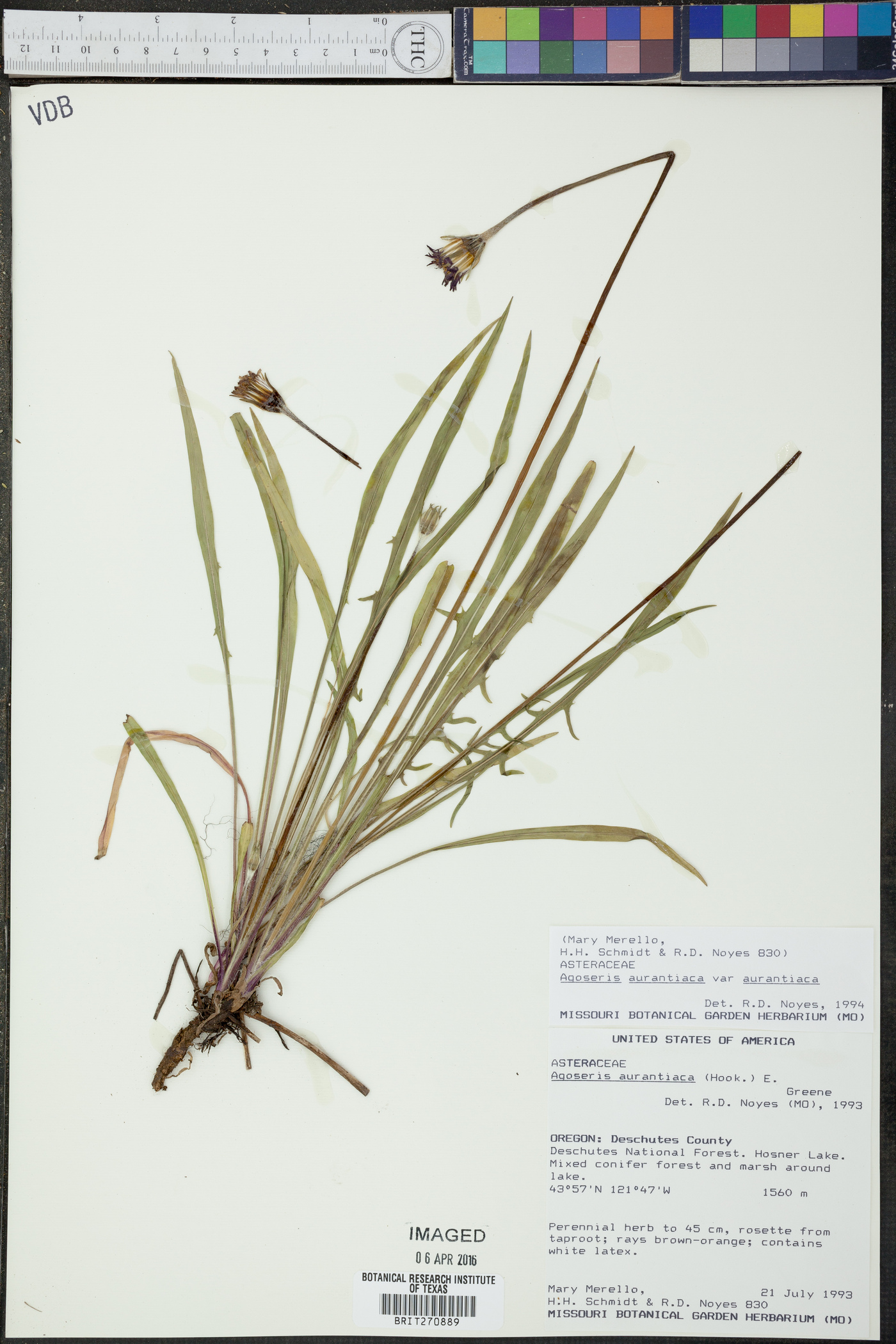 Agoseris aurantiaca var. aurantiaca image