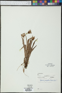 Agoseris parviflora image