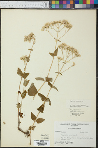 Eupatorium aromaticum image