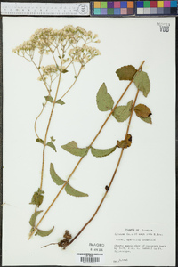 Ageratina aromatica image