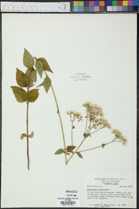 Eupatorium aromaticum image