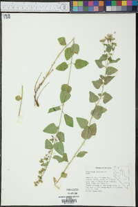 Ageratina occidentalis image