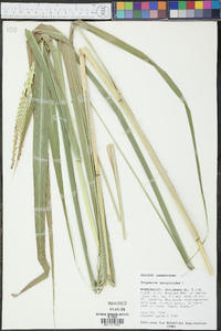 Tripsacum dactyloides image