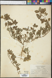 Acanthospermum australe image