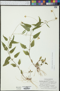 Acmella oppositifolia image