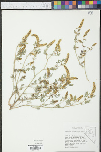 Ambrosia acanthicarpa image