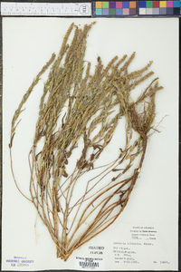 Ambrosia bidentata image