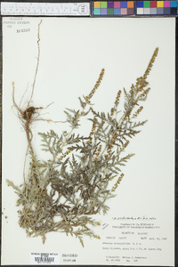 Ambrosia psilostachya image