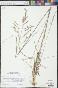 Vaseyochloa multinervosa image