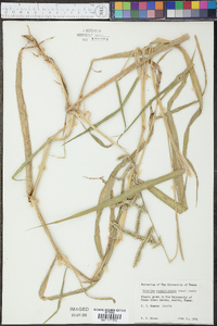 Urochloa mosambicensis image