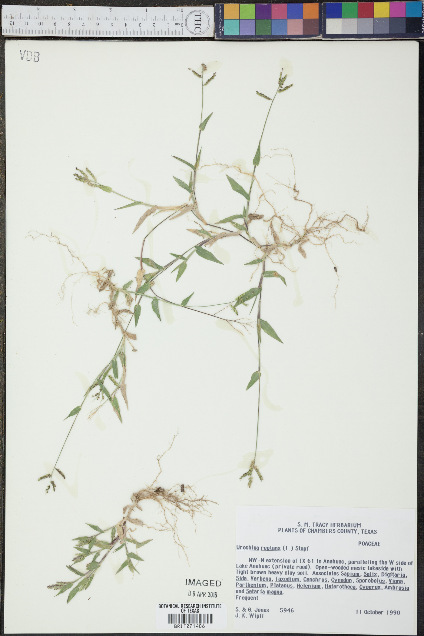 Urochloa reptans image