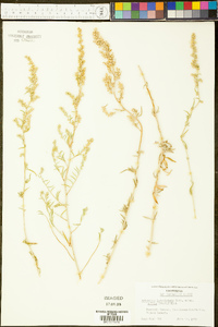 Artemisia ludoviciana subsp. albula image