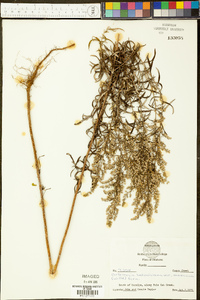 Artemisia ludoviciana subsp. mexicana image