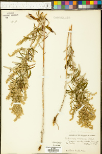 Artemisia ludoviciana subsp. mexicana image