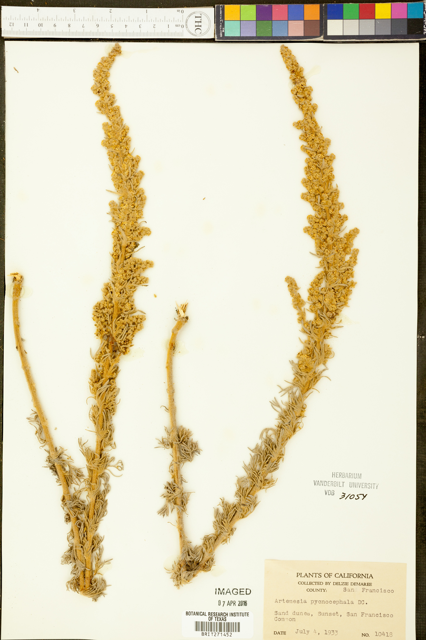 Artemisia pycnocephala image