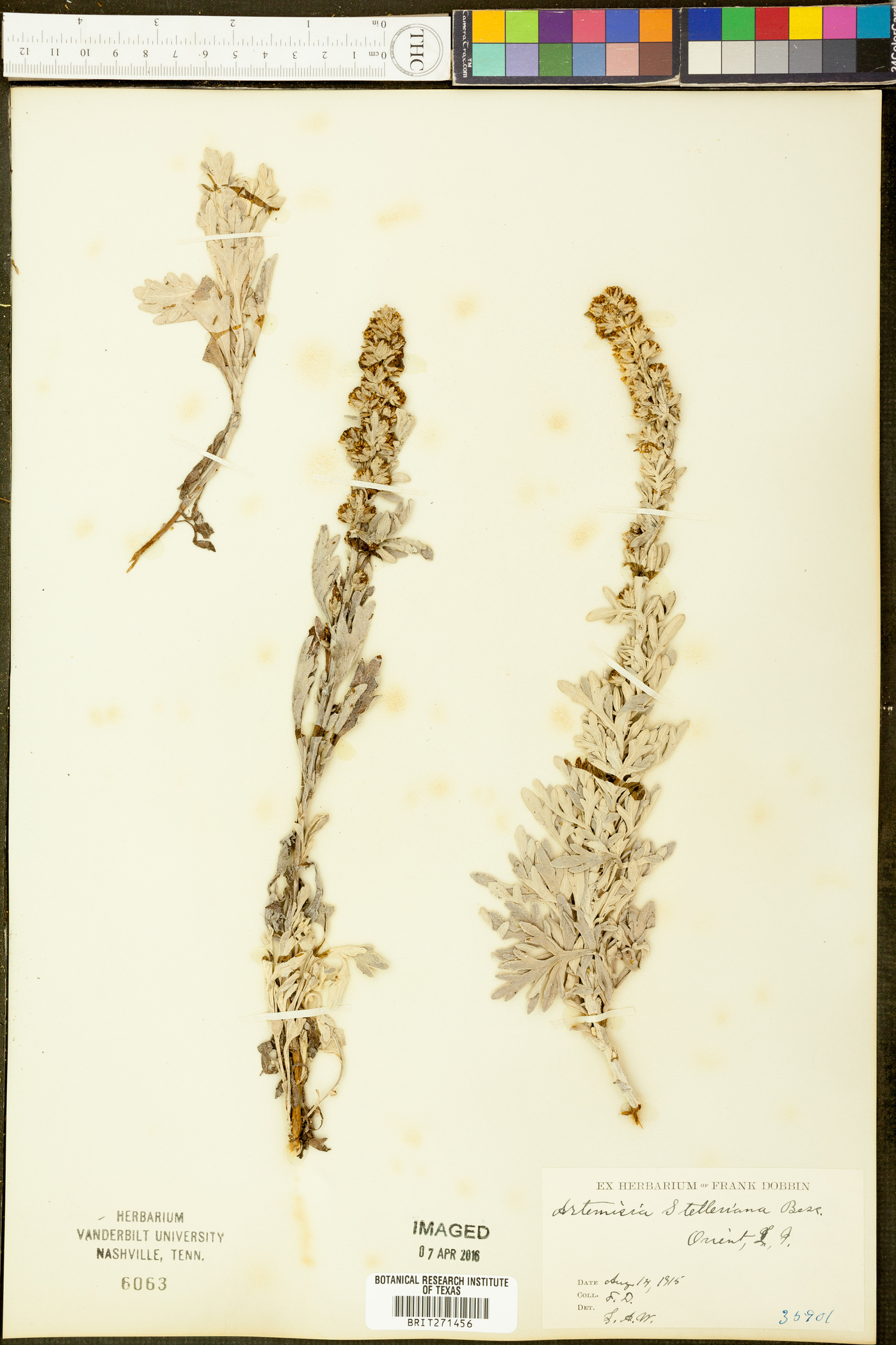 Artemisia stelleriana image