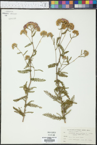 Achillea millefolium f. rosea image