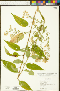 Symphyotrichum drummondii image