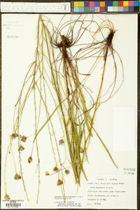 Symphyotrichum chapmanii image