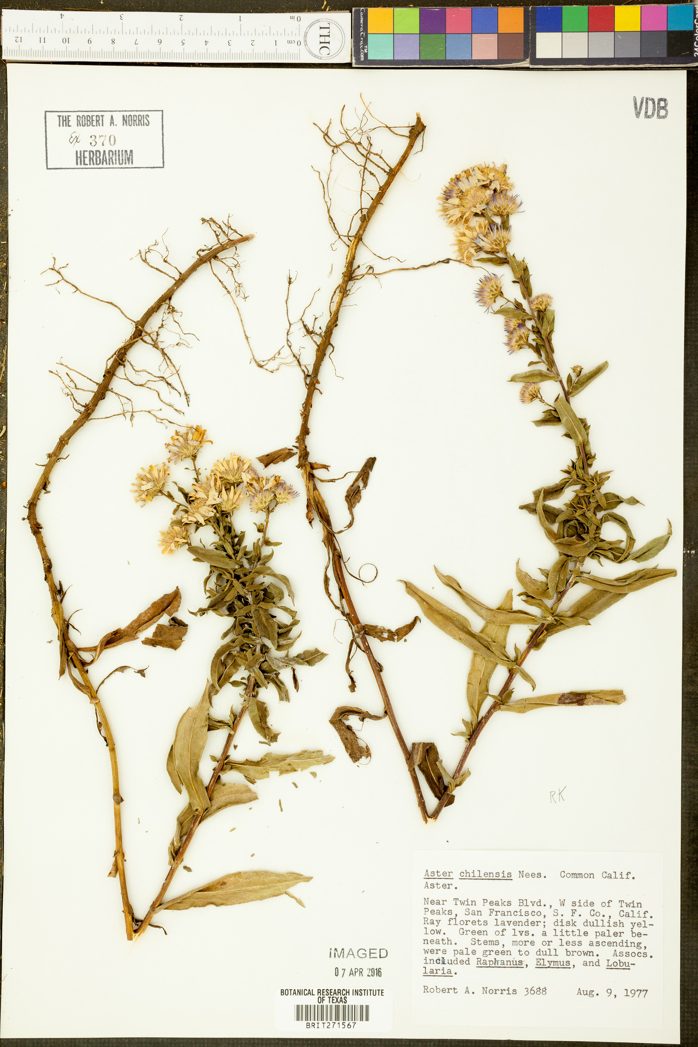 Symphyotrichum chilense var. chilense image