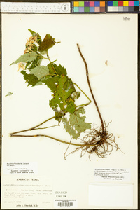 Eurybia chlorolepis image