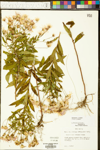 Oclemena × blakei image
