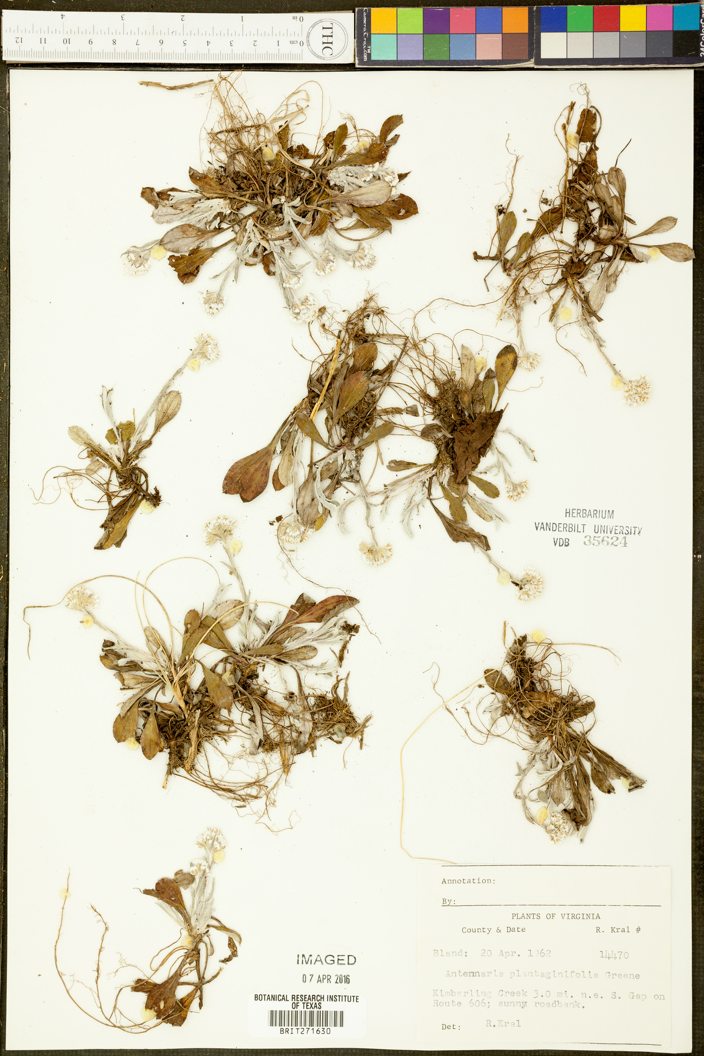 Antennaria plantaginea image