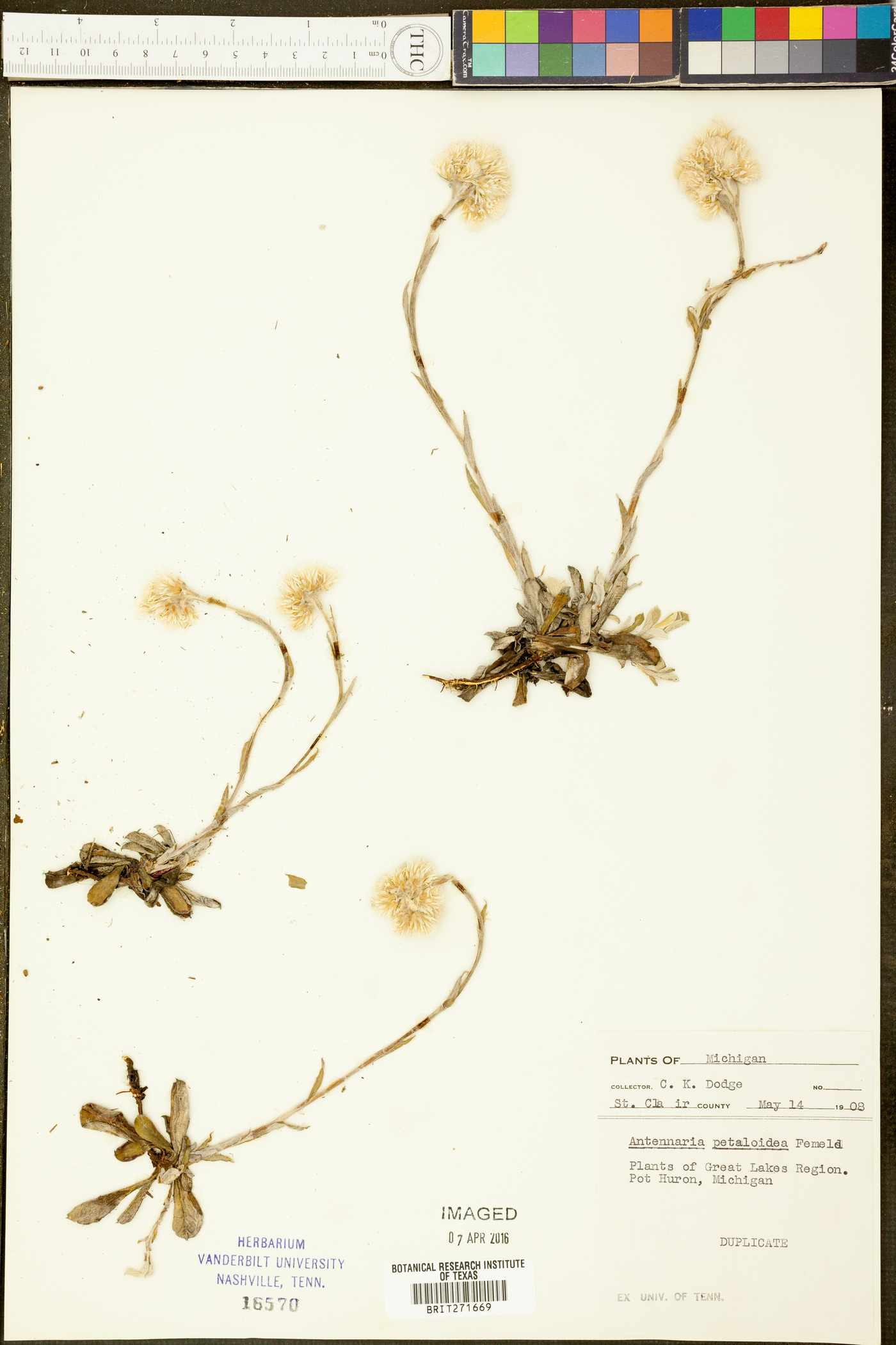 Antennaria petaloidea image
