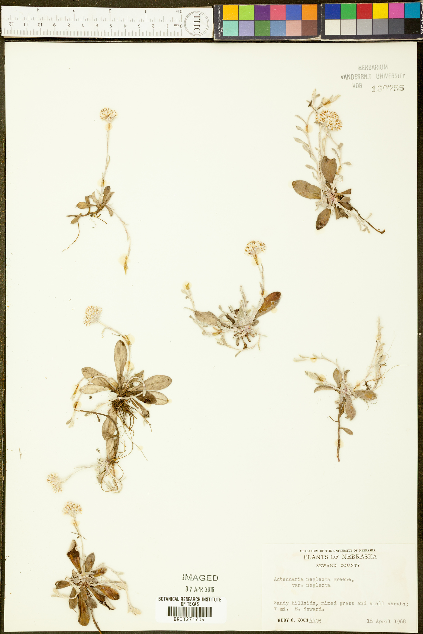 Antennaria neglecta var. neglecta image