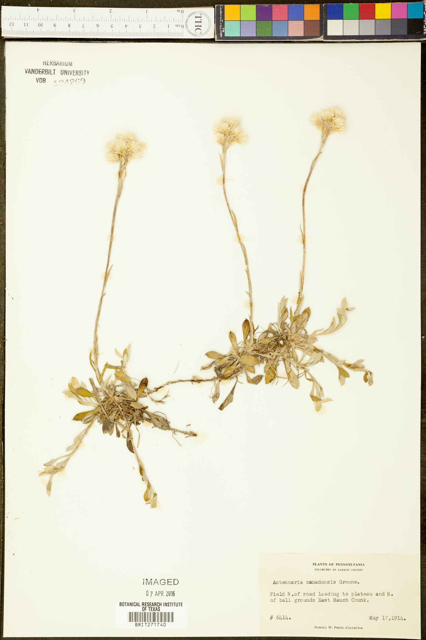 Antennaria canadensis image
