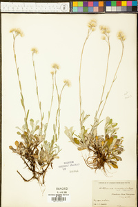 Antennaria canadensis image