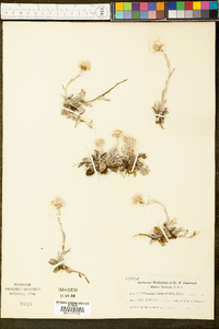 Antennaria neglecta image