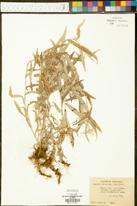 Anaphalis subalpina image
